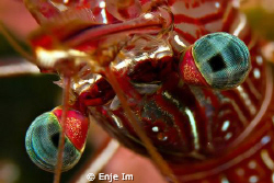 Eyes - Durban Hinge-beak Shrimp
Canon 450D + 60mm Macro ... by Enje Im 